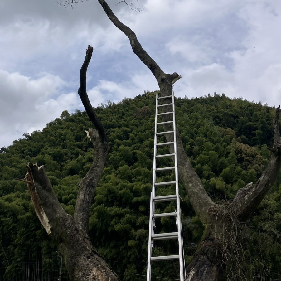 伐採・高木⑥