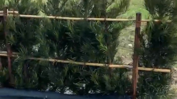 草刈り③