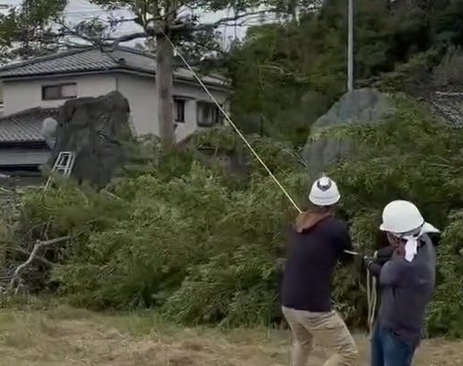 伐採・高木④