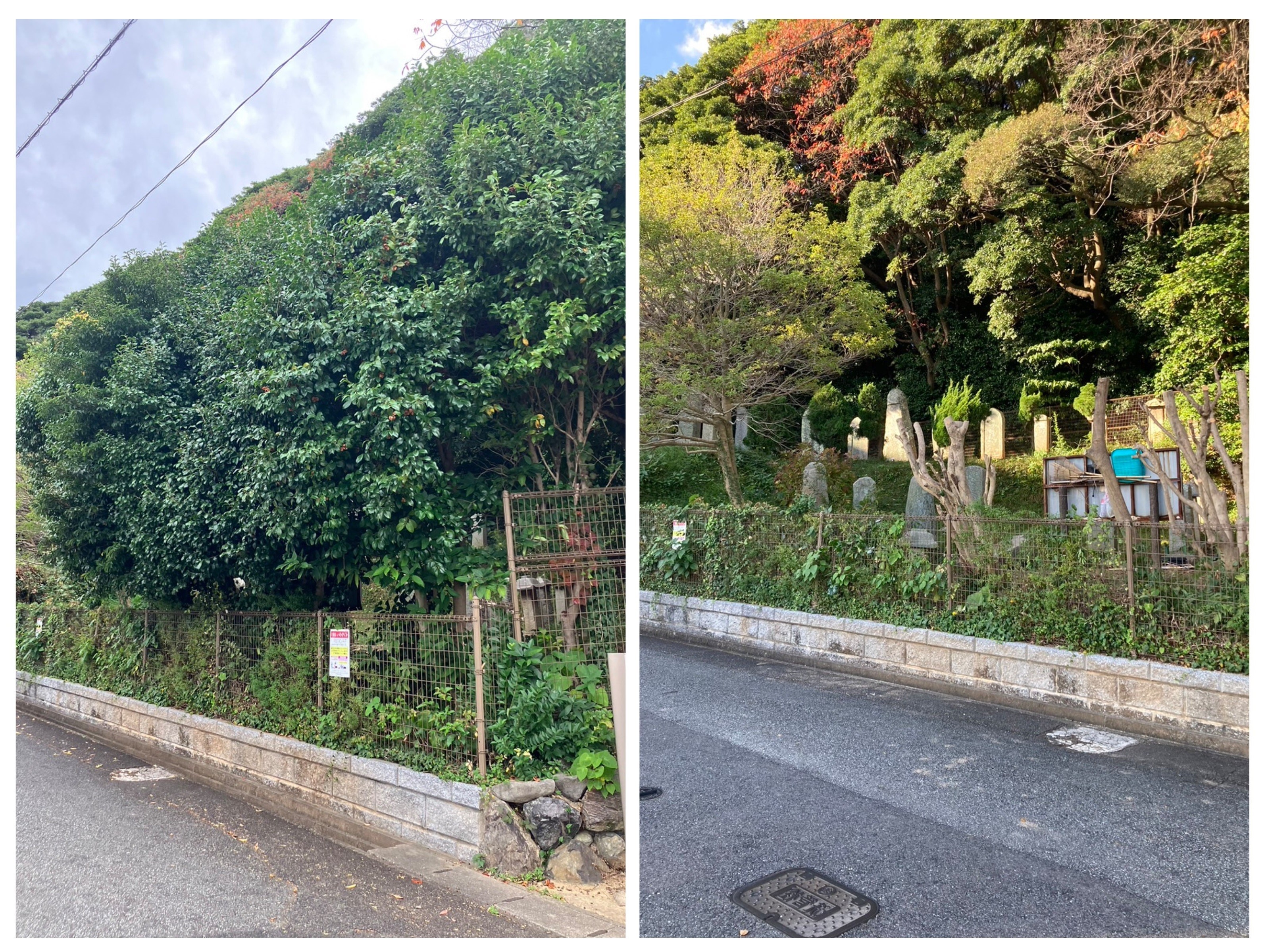 伐採・高木⑥