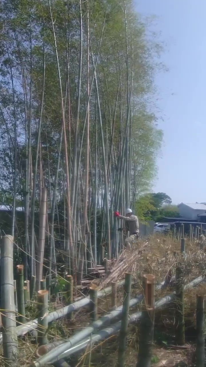 伐採竹藪①
