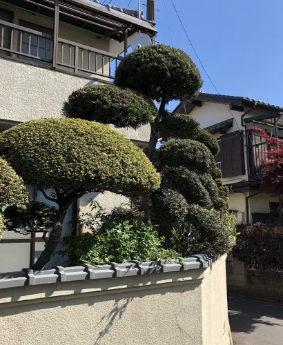 剪定①