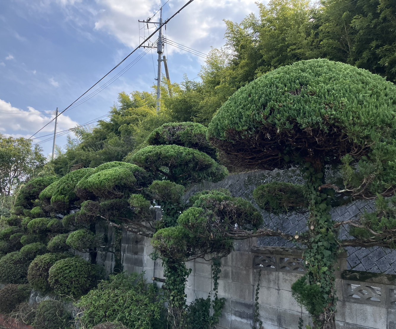 剪定②