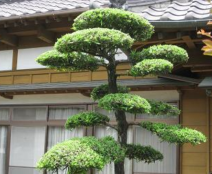 剪定⑤