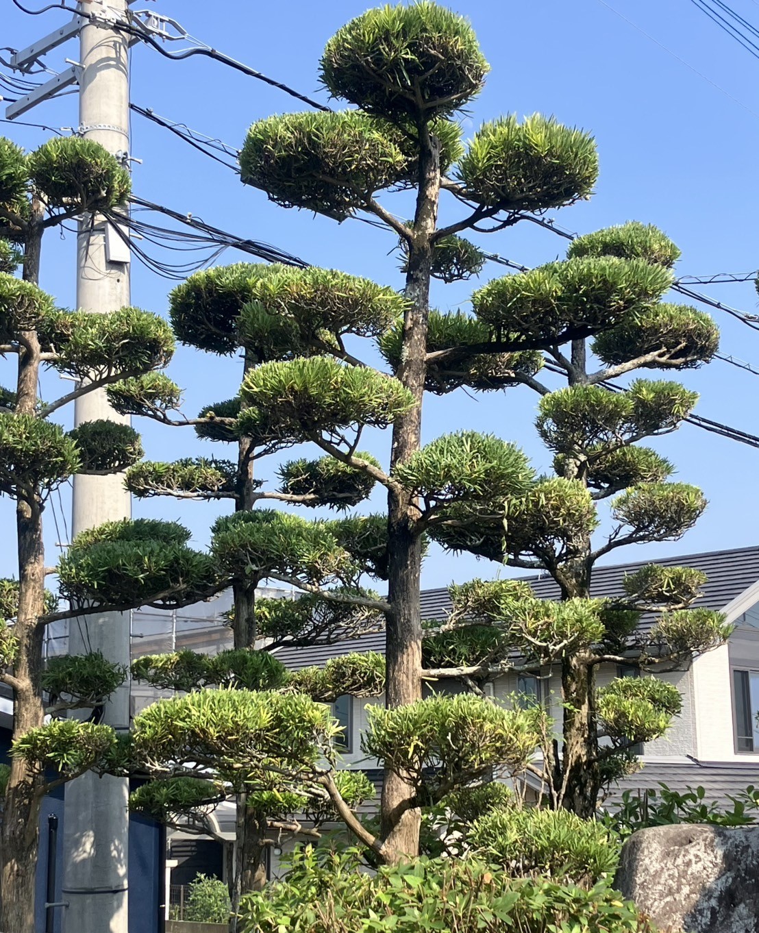 剪定施工実例①　大型庭木の剪定