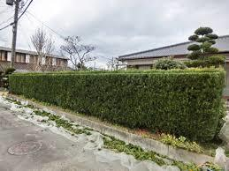 剪定施工実例②　生垣の剪定