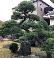 剪定施工実例③　日本庭園の松の剪定